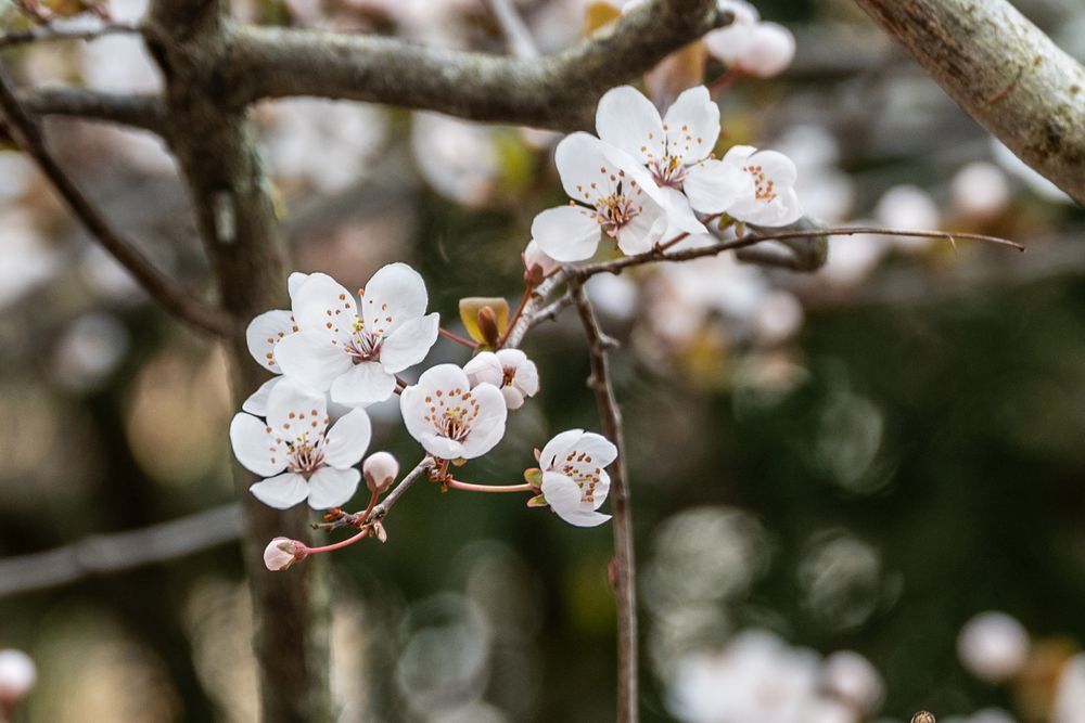 Frühling - DSC_8189-1