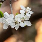 Frühling - DSC_8196-1