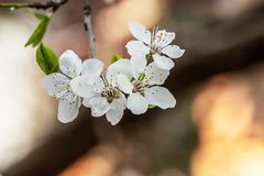 Frühling - DSC_8196-1