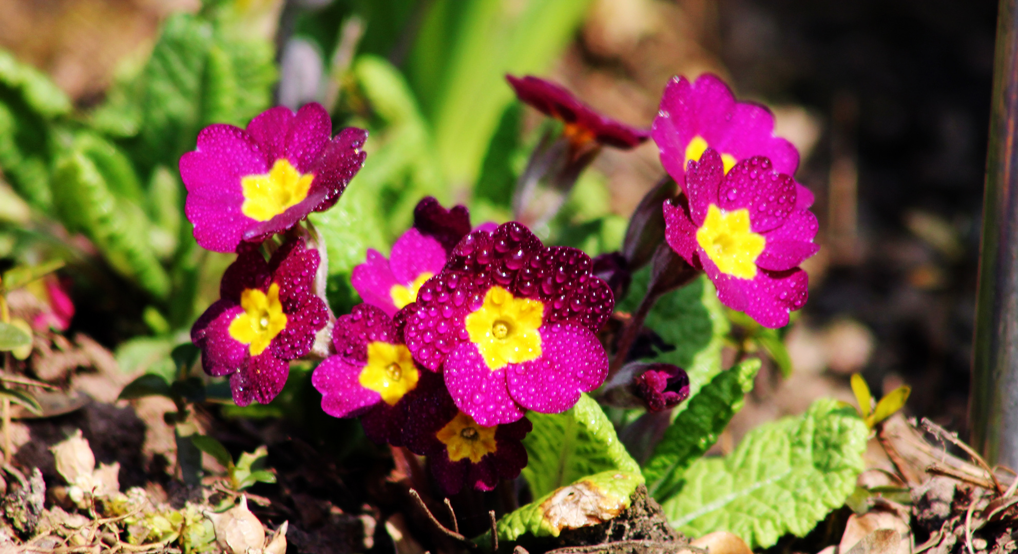 Frühling du bist da