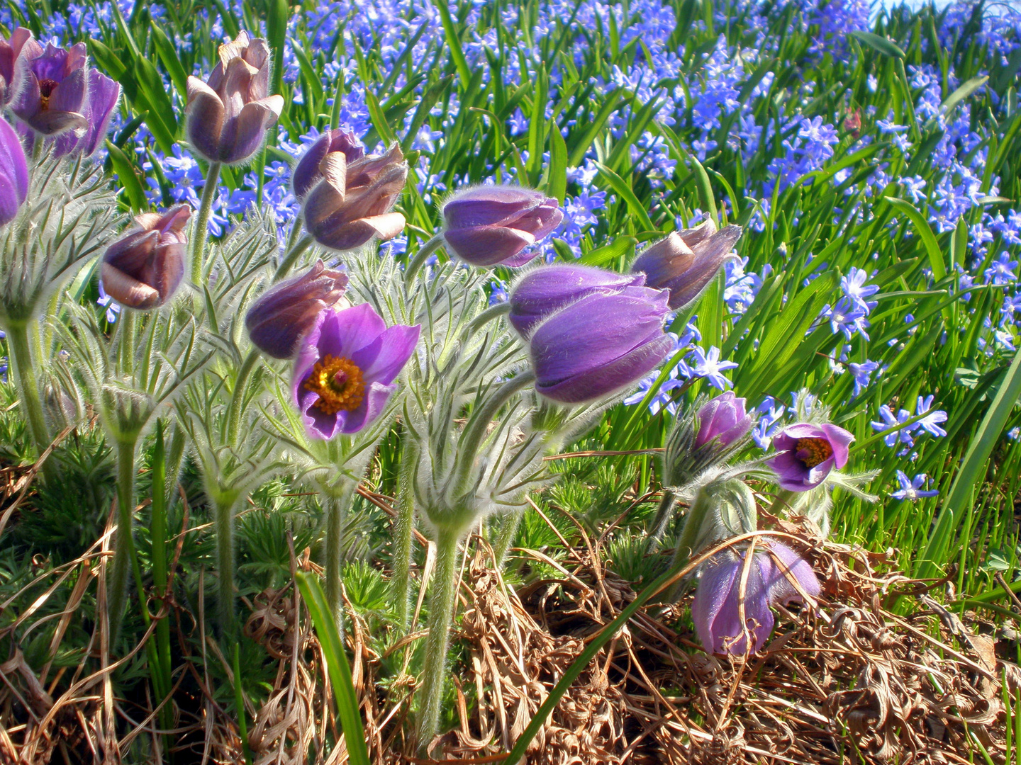 Frühling, du kannst kommen!