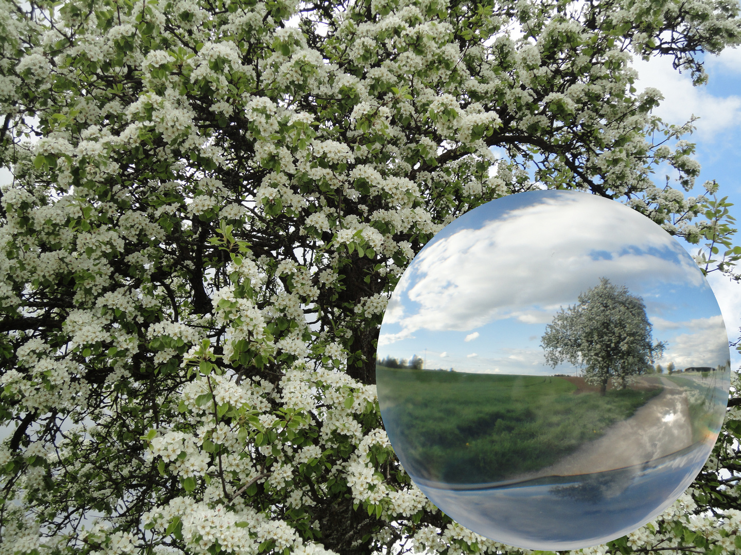 Frühling durch die Kugel