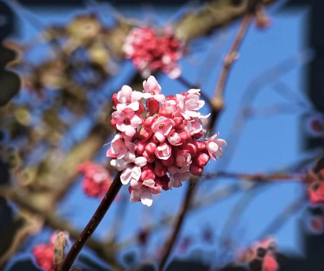 Frühling durch die rosa Brille