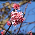 Frühling durch die rosa Brille