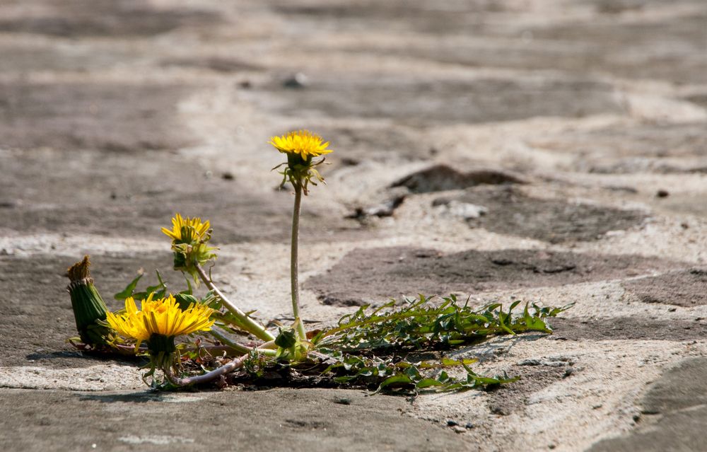 Frühling