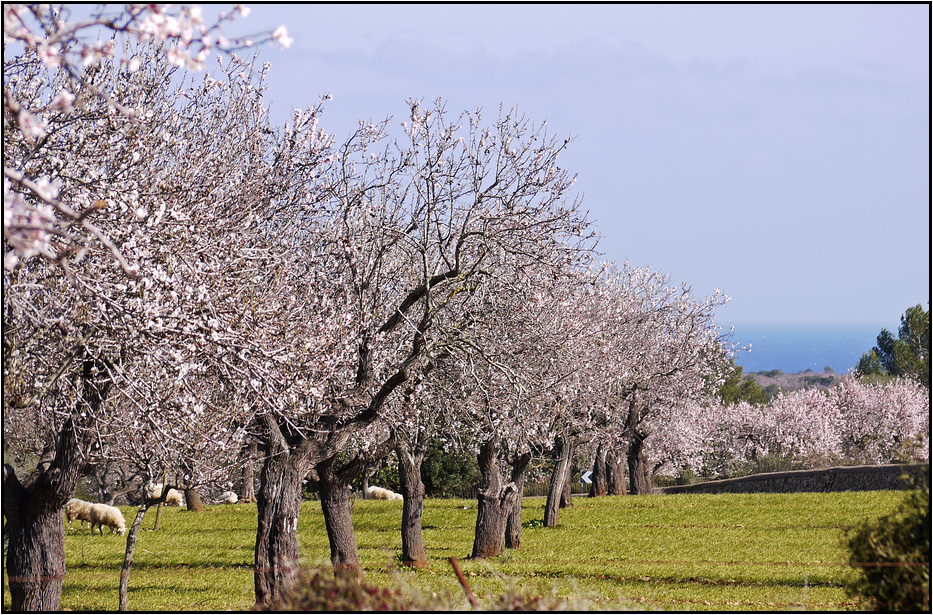 frühling