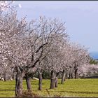 frühling