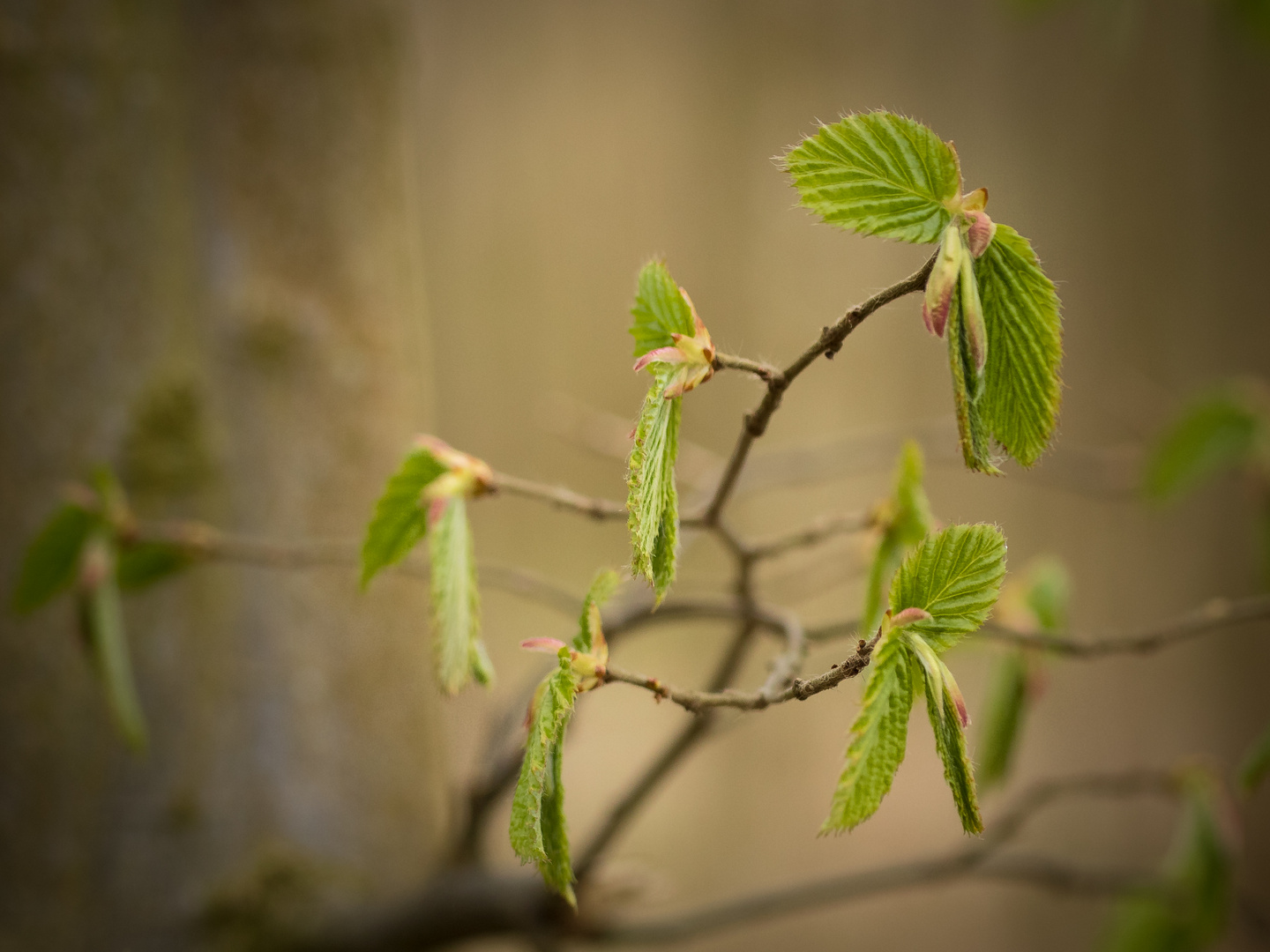 Frühling