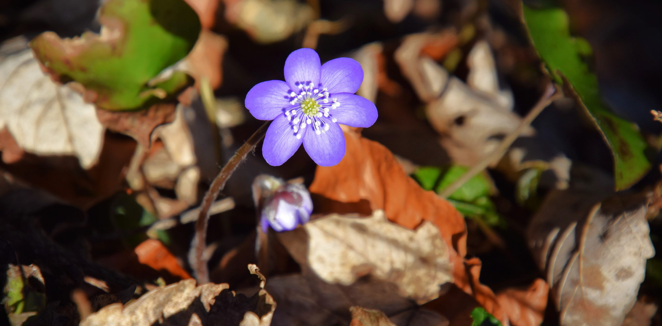 Frühling