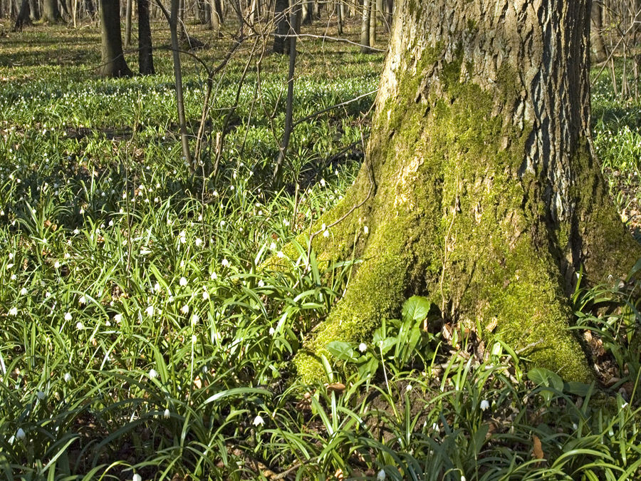 frühling von Daniel Grützner