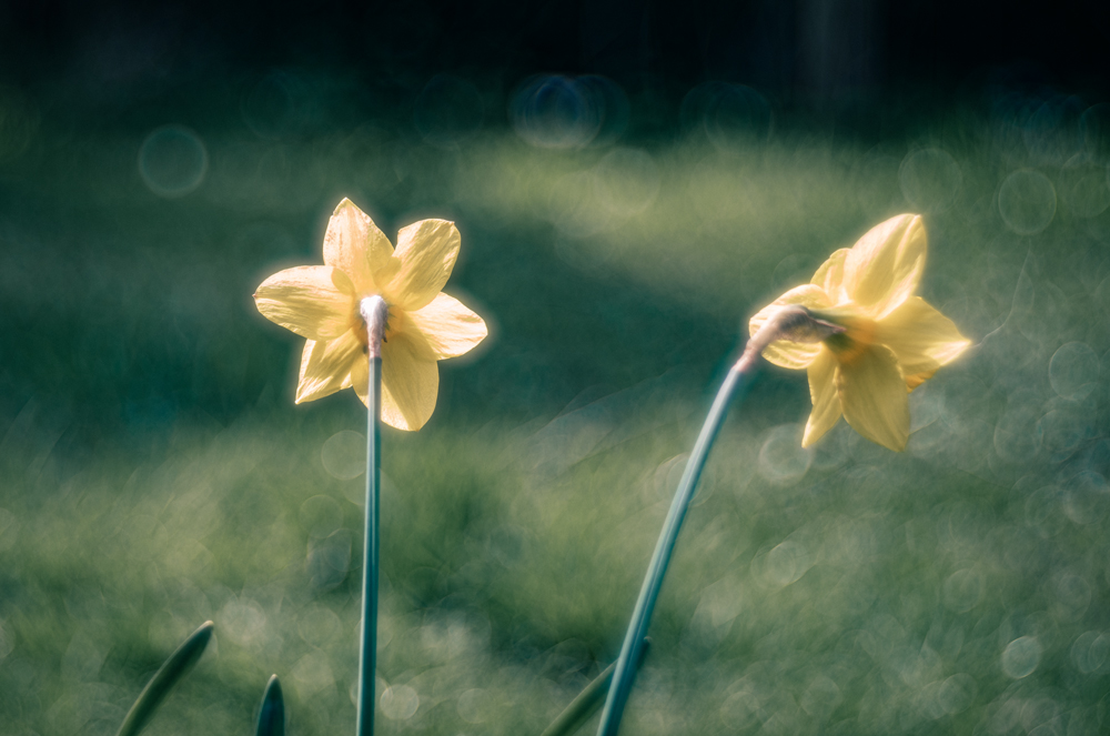 Frühling