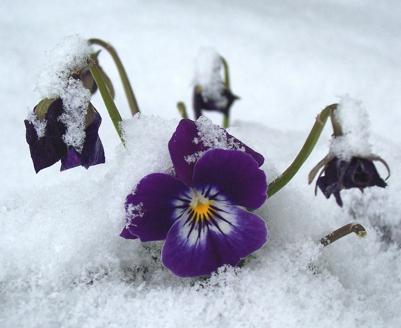 ...frühling...