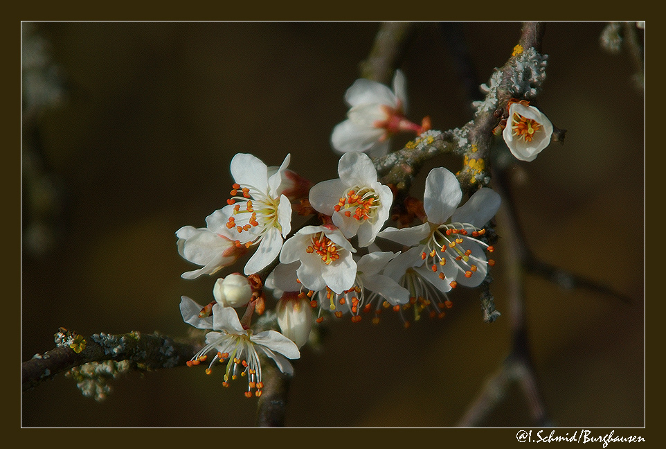 Frühling