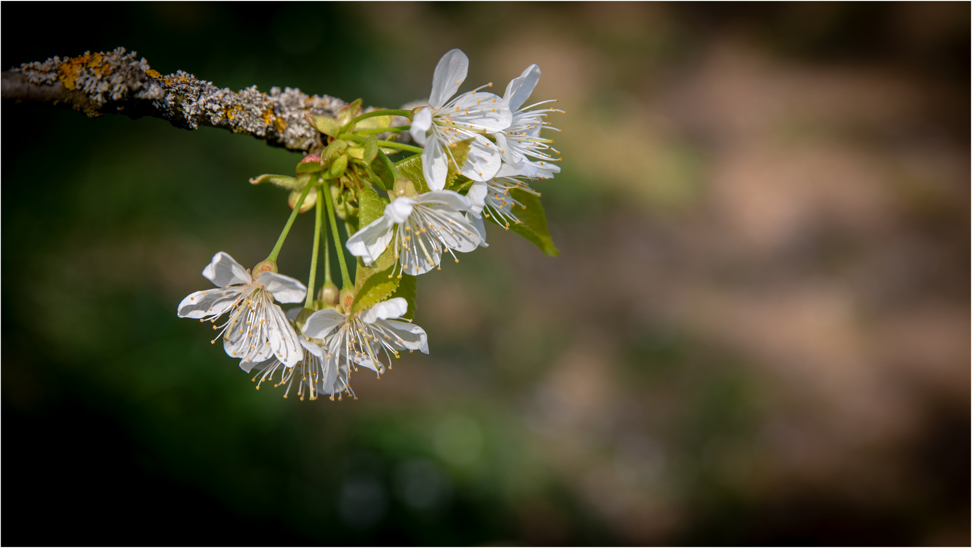 Frühling .