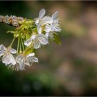 Frühling .