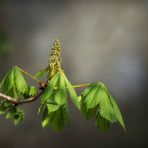 ... Frühling ...