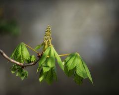 ... Frühling ...