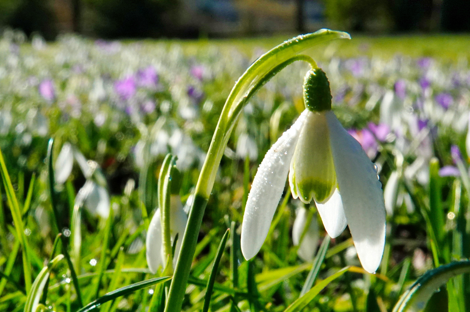 Frühling 