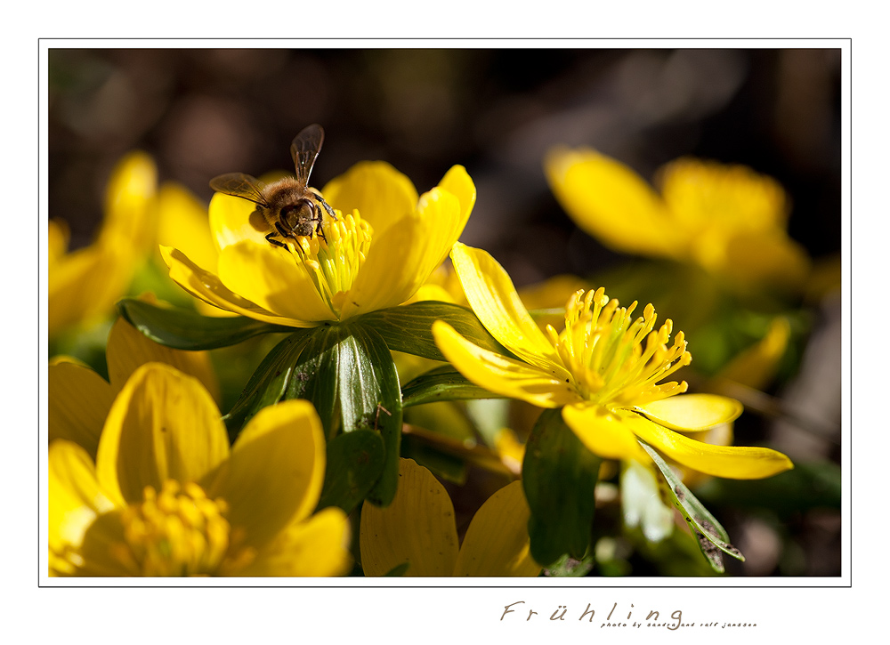 Frühling