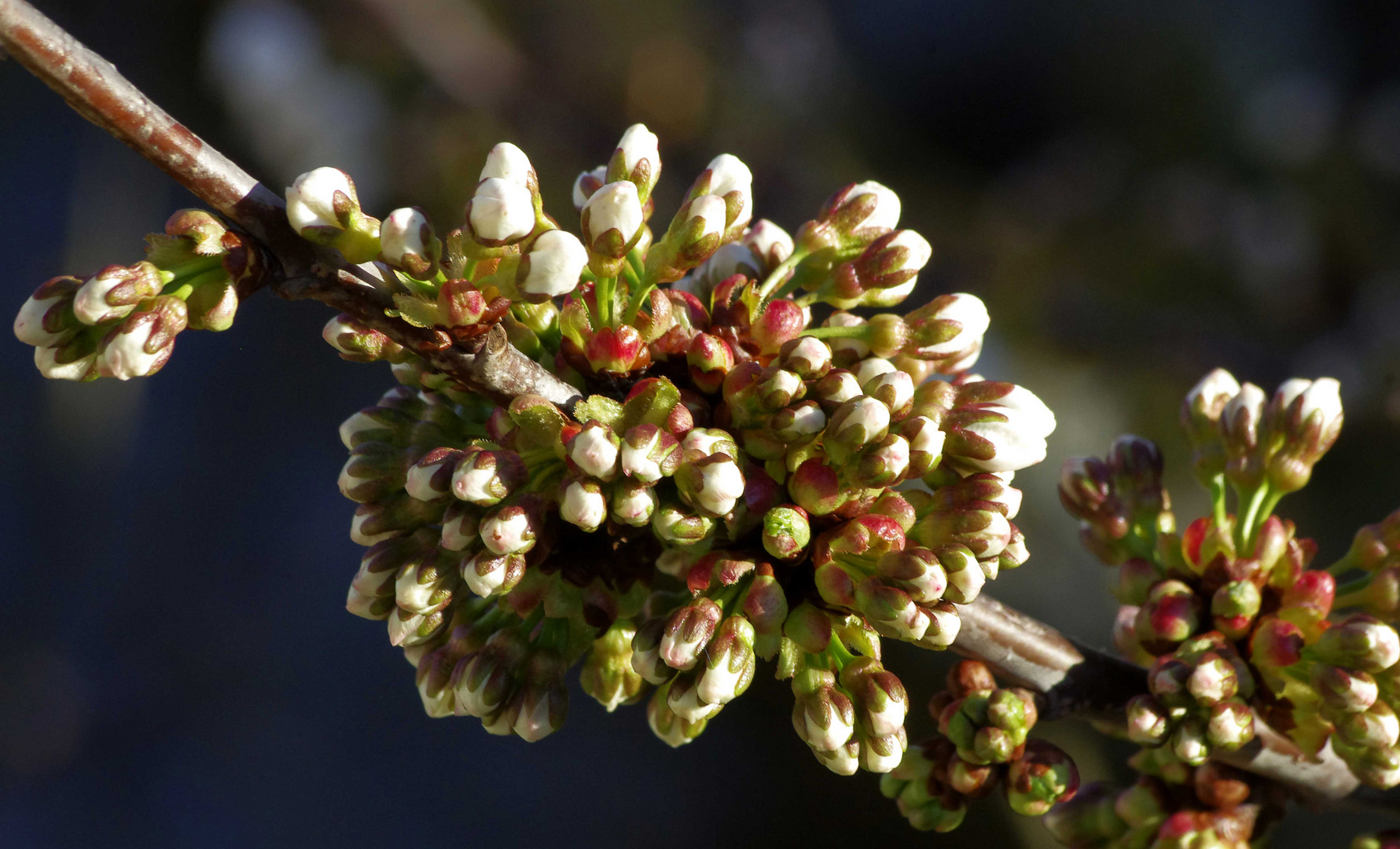 ...Frühling