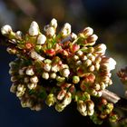 ...Frühling