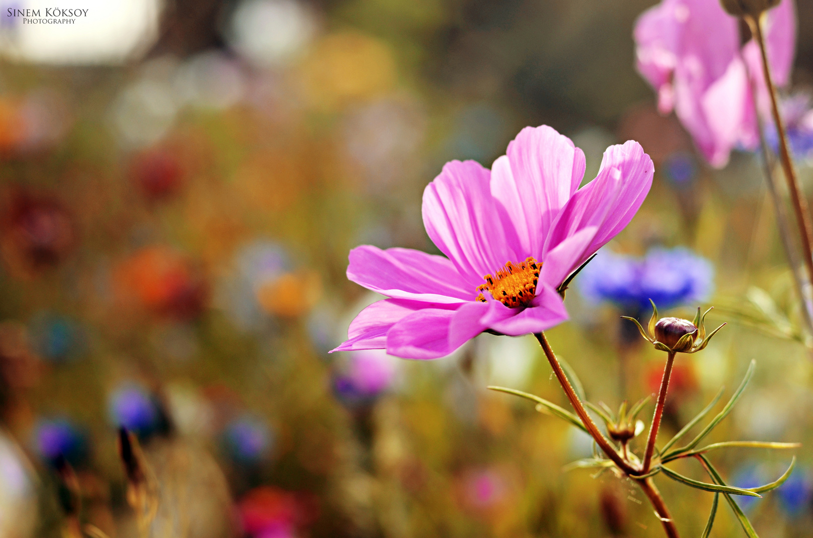 Frühling