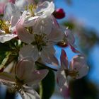 Frühling...