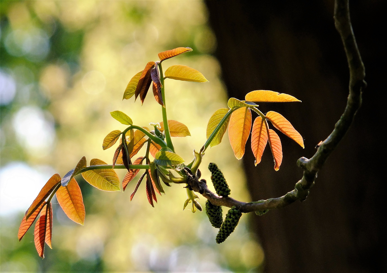 frühling