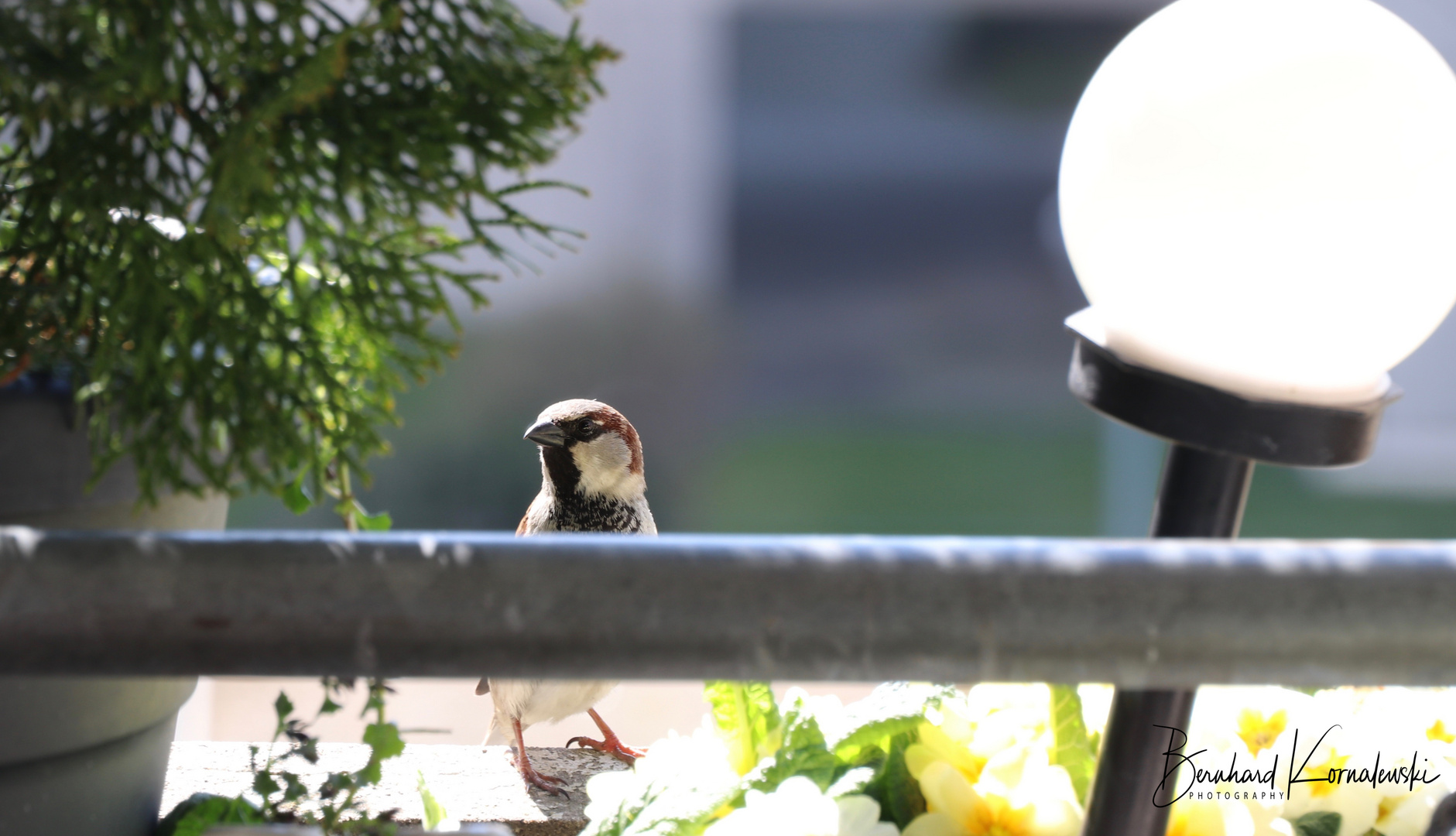 Frühling