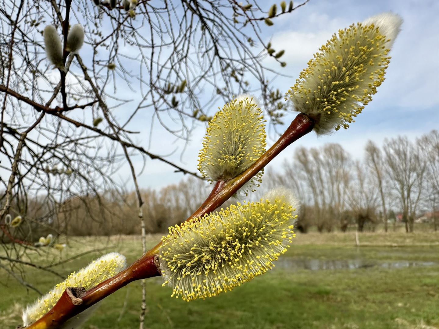 Frühling