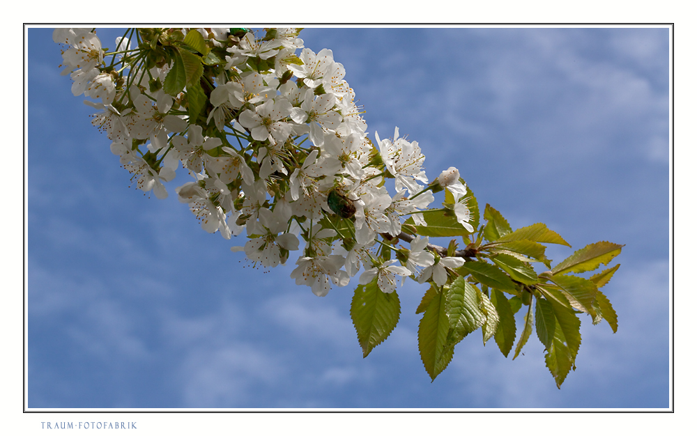 Frühling