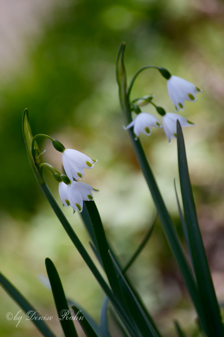 Frühling