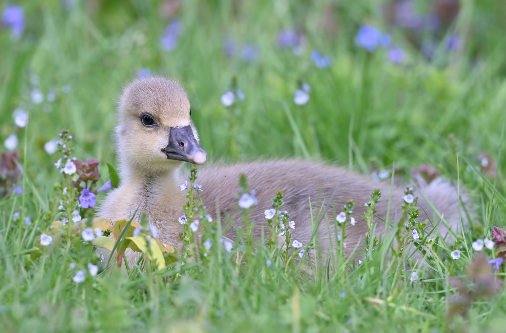 Frühling...