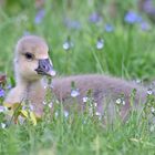 Frühling...