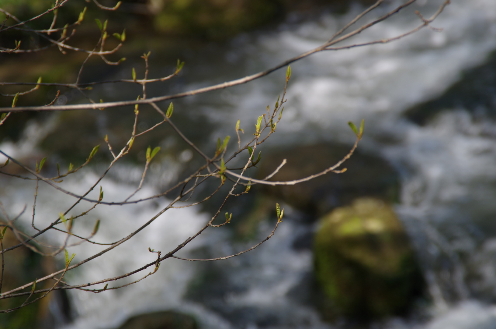 Frühling