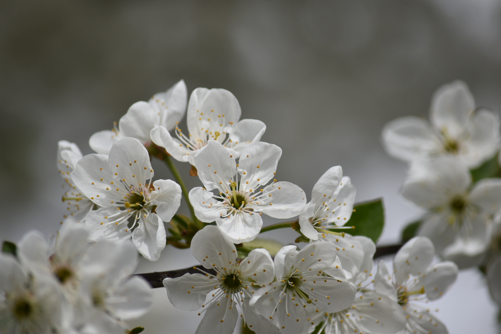 Frühling