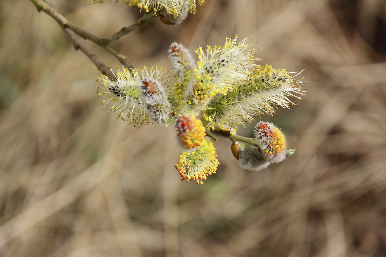 Frühling