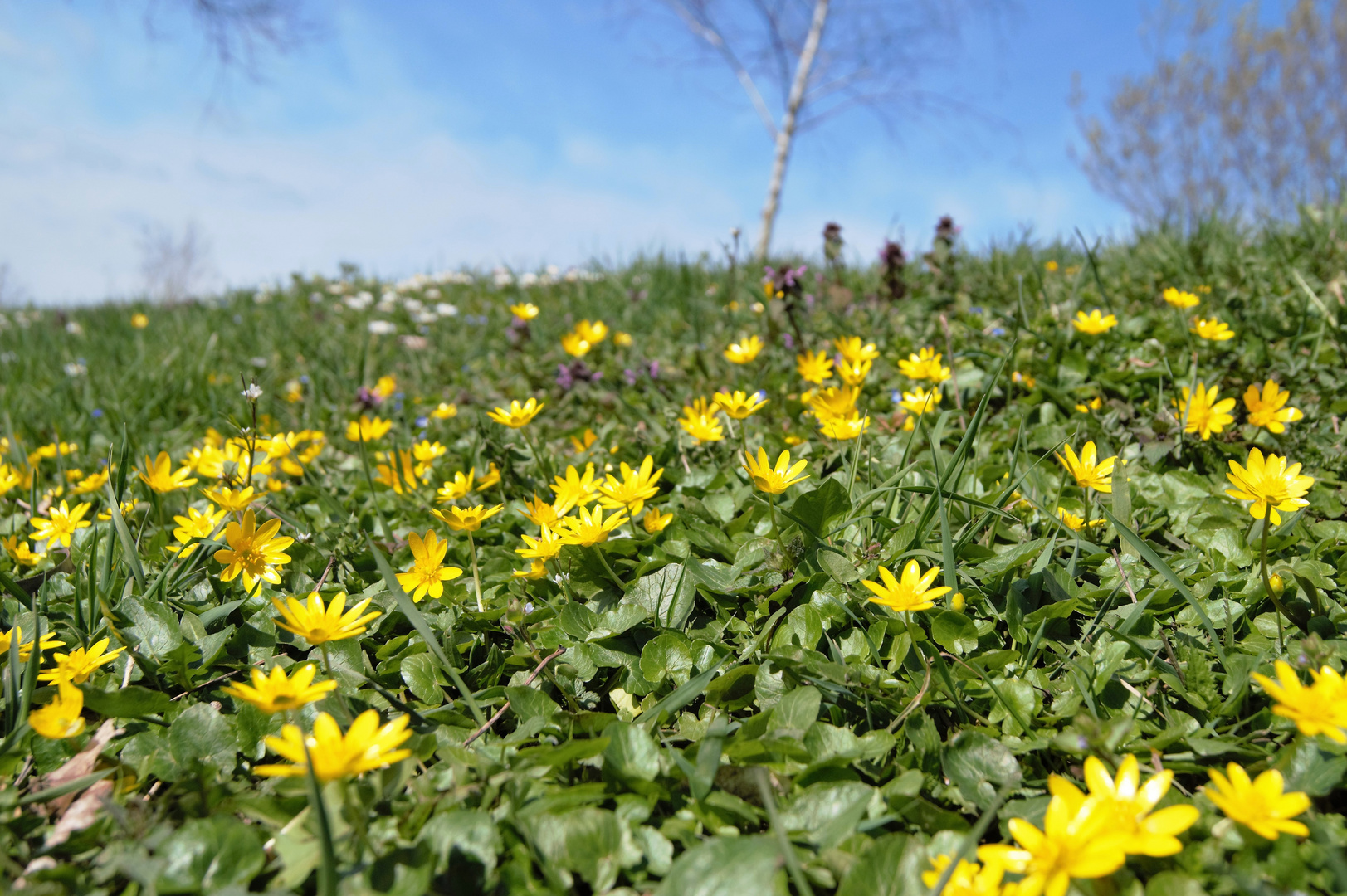 Frühling