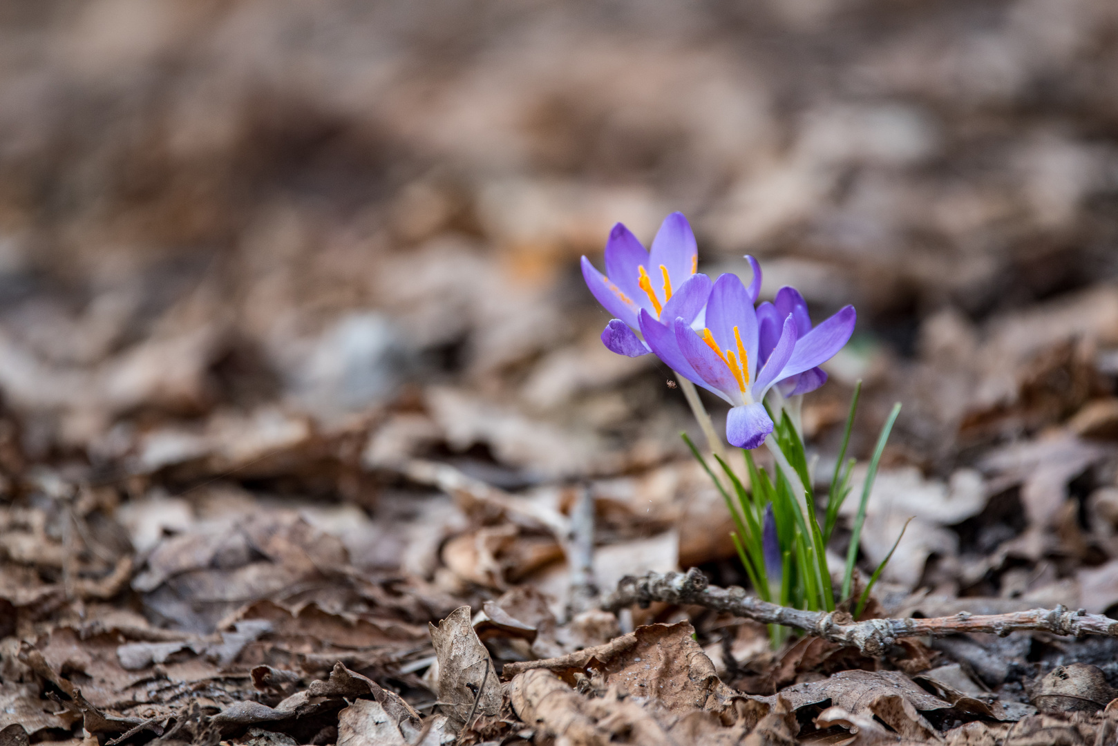 Frühling