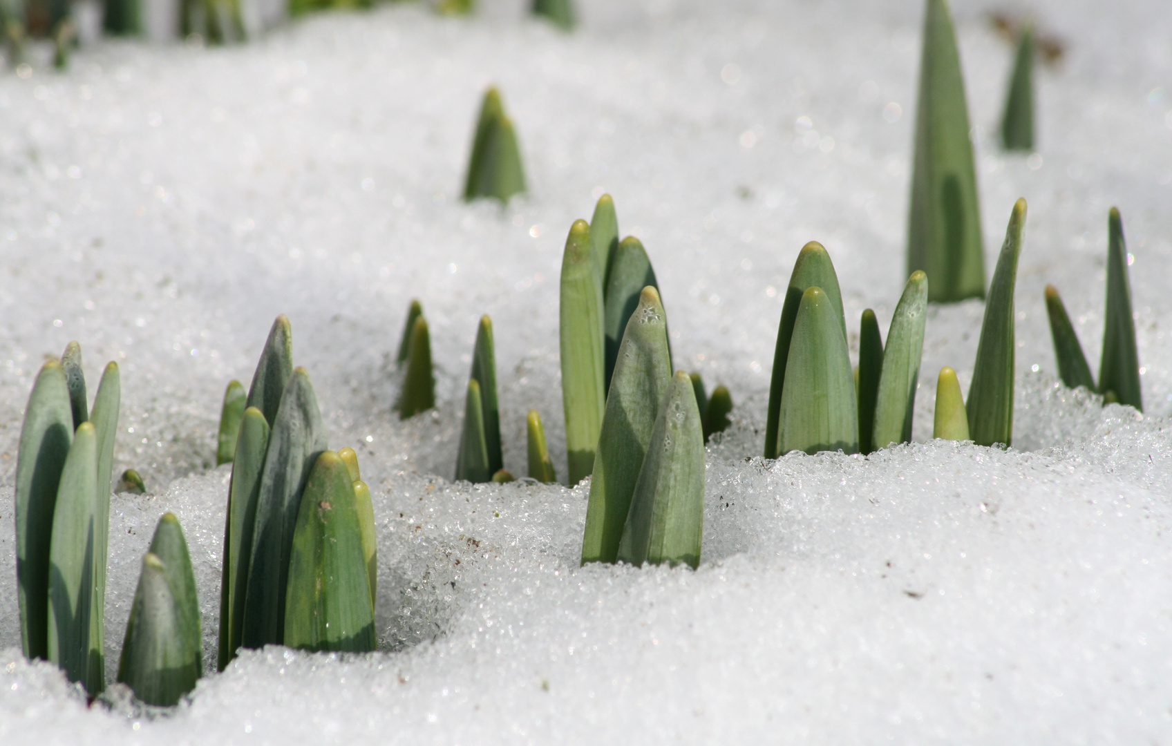 Frühling...