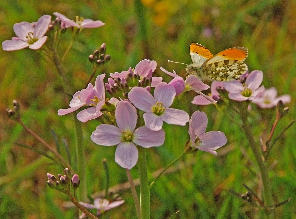 Frühling