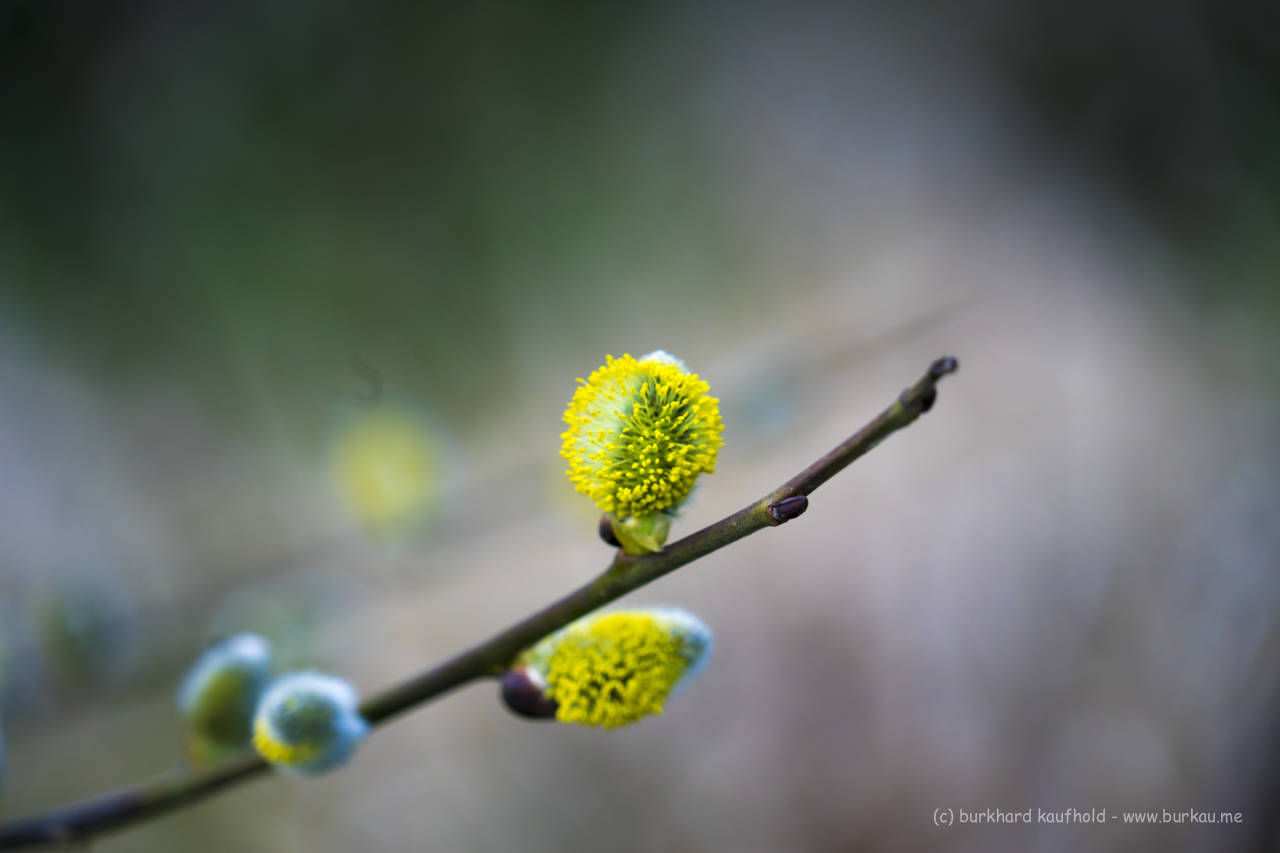 Frühling.