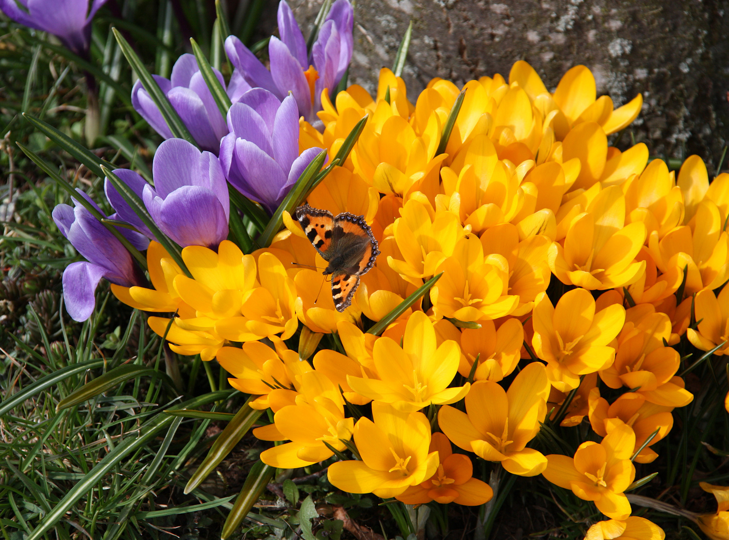 Frühling !