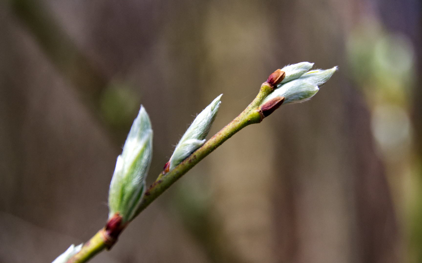 Frühling