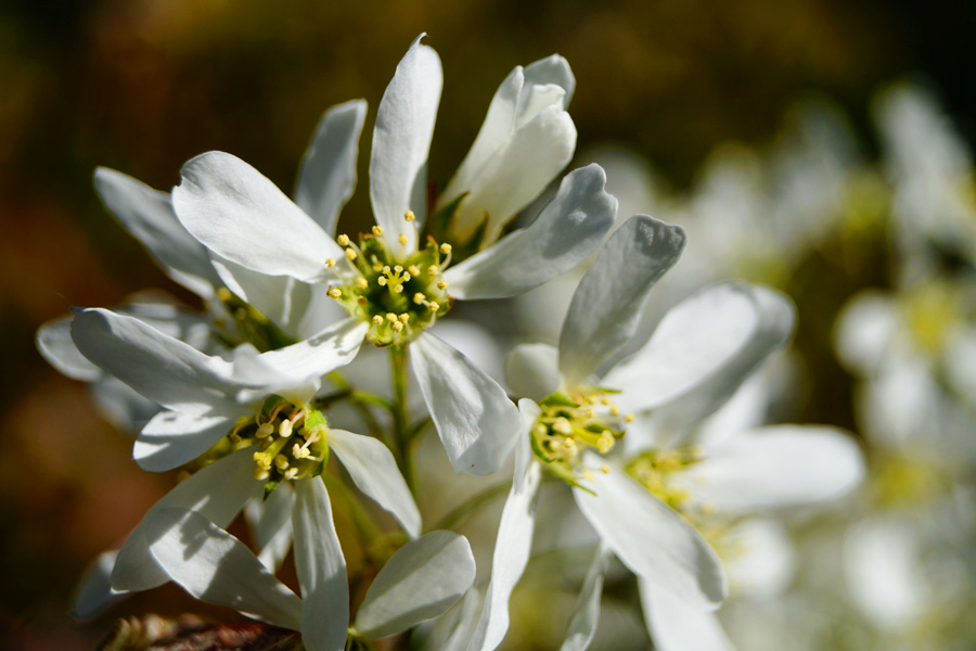 Frühling