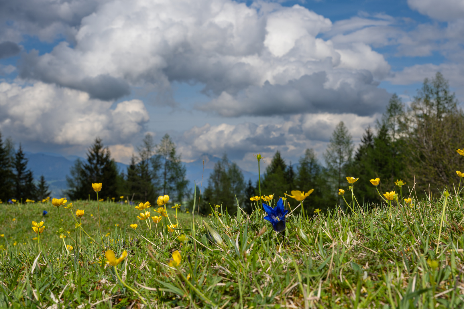 Frühling