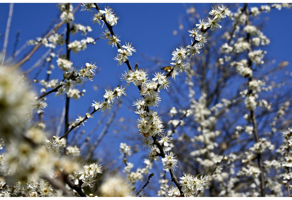 ~ Frühling ~