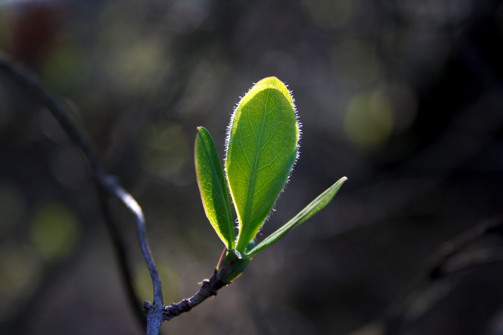 Frühling