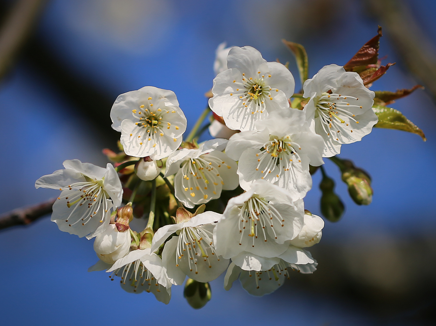 Frühling