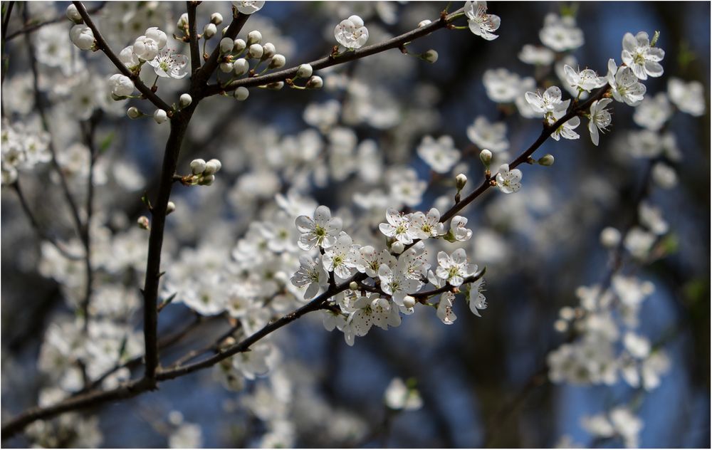 *FRÜHLING*